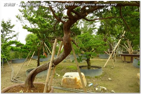 大型庭園樹|[真柏] 大型庭園樹.整理滿峯園．BONSAITW以老樹傳。